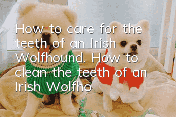 How to care for the teeth of an Irish Wolfhound. How to clean the teeth of an Irish Wolfhound?