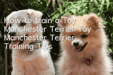 How to train a Toy Manchester Terrier Toy Manchester Terrier Training Tips