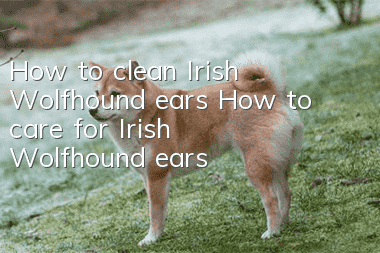 How to clean Irish Wolfhound ears How to care for Irish Wolfhound ears