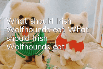 What should Irish Wolfhounds eat? What should Irish Wolfhounds eat?