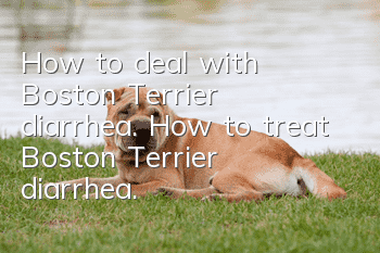 How to deal with Boston Terrier diarrhea. How to treat Boston Terrier diarrhea.