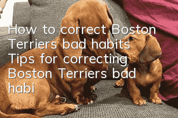 How to correct Boston Terrier’s bad habits Tips for correcting Boston Terrier’s bad habits