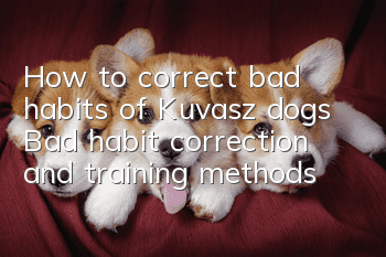 How to correct bad habits of Kuvasz dogs? Bad habit correction and training methods