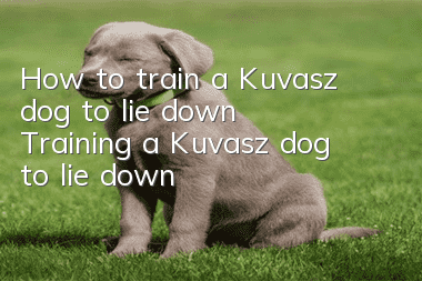 How to train a Kuvasz dog to lie down Training a Kuvasz dog to lie down