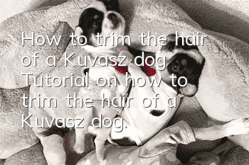 How to trim the hair of a Kuvasz dog? Tutorial on how to trim the hair of a Kuvasz dog.
