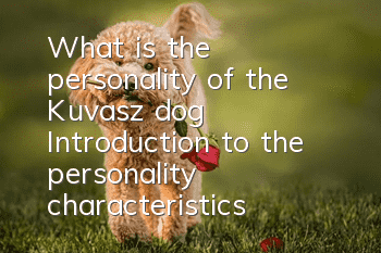 What is the personality of the Kuvasz dog? Introduction to the personality characteristics of the Kuvasz dog