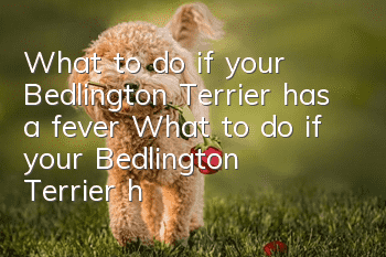 What to do if your Bedlington Terrier has a fever? What to do if your Bedlington Terrier has a fever?