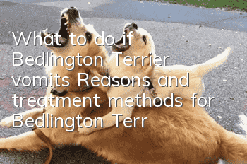 What to do if Bedlington Terrier vomits? Reasons and treatment methods for Bedlington Terrier vomiting and diarrhea.