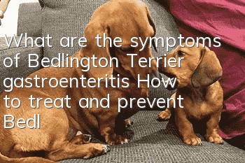 What are the symptoms of Bedlington Terrier gastroenteritis? How to treat and prevent Bedlington Terrier gastroenteritis?
