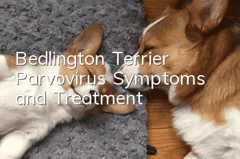 Bedlington Terrier Parvovirus Symptoms and Treatment