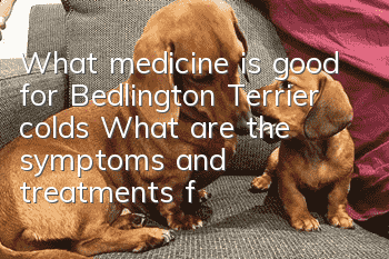 What medicine is good for Bedlington Terrier colds? What are the symptoms and treatments for Bedlington Terrier colds?
