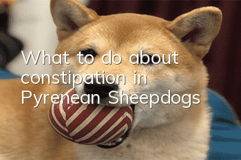 What to do about constipation in Pyrenean Sheepdogs