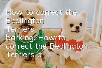 How to correct the Bedlington Terrier's barking. How to correct the Bedlington Terrier's barking.