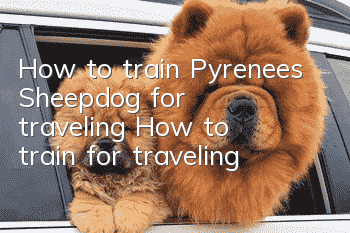 How to train Pyrenees Sheepdog for traveling? How to train for traveling?