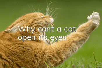Why can't a cat open its eyes?