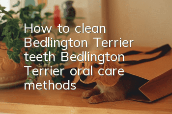 How to clean Bedlington Terrier teeth Bedlington Terrier oral care methods