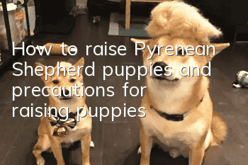 How to raise Pyrenean Shepherd puppies and precautions for raising puppies