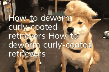 How to deworm curly-coated retrievers How to deworm curly-coated retrievers