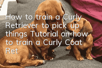 How to train a Curly Retriever to pick up things Tutorial on how to train a Curly Coat Retriever to pick up things