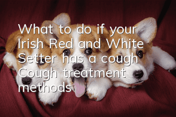 What to do if your Irish Red and White Setter has a cough? Cough treatment methods