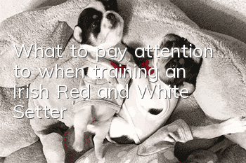 What to pay attention to when training an Irish Red and White Setter