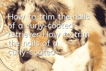 How to trim the nails of a curly-coated retriever How to trim the nails of a curly-coated retriever
