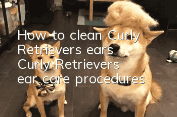 How to clean Curly Retriever’s ears? Curly Retriever’s ear care procedures