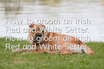 How to groom an Irish Red and White Setter. How to groom an Irish Red and White Setter.