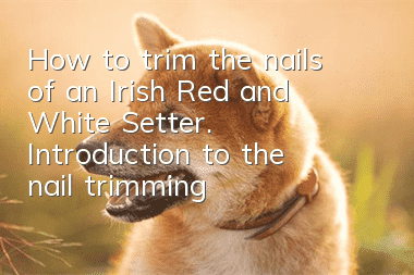 How to trim the nails of an Irish Red and White Setter. Introduction to the nail trimming steps.