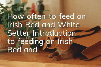 How often to feed an Irish Red and White Setter? Introduction to feeding an Irish Red and White Setter.