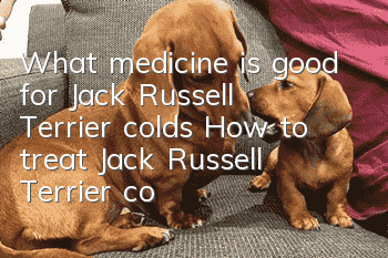 What medicine is good for Jack Russell Terrier colds? How to treat Jack Russell Terrier colds?