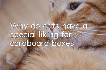 Why do cats have a special liking for cardboard boxes?