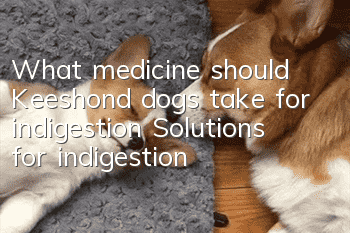 What medicine should Keeshond dogs take for indigestion? Solutions for indigestion