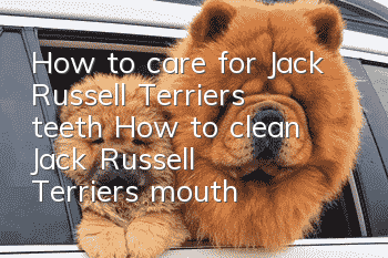 How to care for Jack Russell Terrier’s teeth How to clean Jack Russell Terrier’s mouth