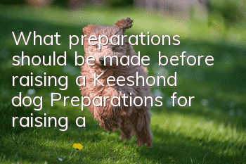 What preparations should be made before raising a Keeshond dog? Preparations for raising a Keeshond dog