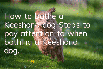 How to bathe a Keeshond dog? Steps to pay attention to when bathing a Keeshond dog.
