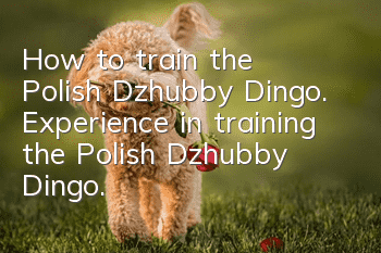 How to train the Polish Dzhubby Dingo. Experience in training the Polish Dzhubby Dingo.