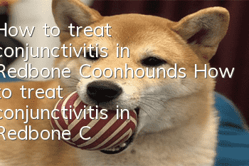 How to treat conjunctivitis in Redbone Coonhounds How to treat conjunctivitis in Redbone Coonhounds