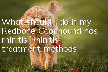 What should I do if my Redbone Coonhound has rhinitis? Rhinitis treatment methods
