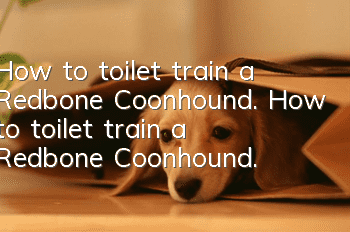How to toilet train a Redbone Coonhound. How to toilet train a Redbone Coonhound.