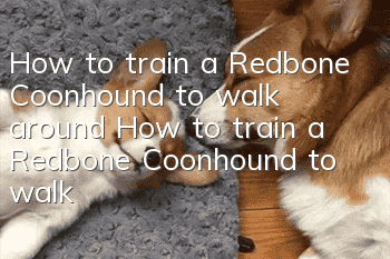 How to train a Redbone Coonhound to walk around? How to train a Redbone Coonhound to walk around?