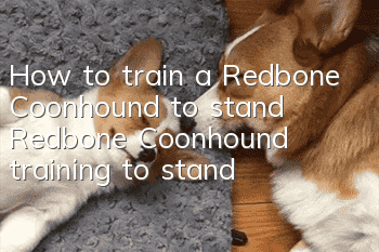 How to train a Redbone Coonhound to stand Redbone Coonhound training to stand