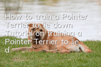 How to train a Pointer Terrier to lie down Tutorial on training a Pointer Terrier to lie down