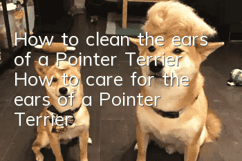 How to clean the ears of a Pointer Terrier? How to care for the ears of a Pointer Terrier?