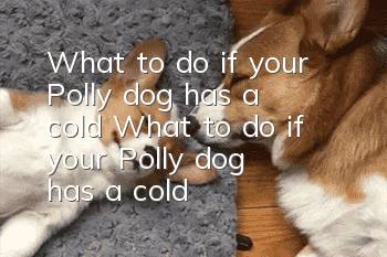 What to do if your Polly dog has a cold? What to do if your Polly dog has a cold?