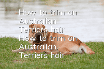 How to trim an Australian Terrier's hair How to trim an Australian Terrier's hair