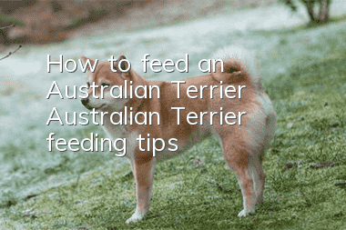 How to feed an Australian Terrier Australian Terrier feeding tips