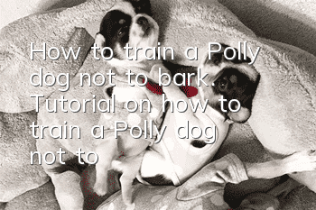 How to train a Polly dog ​​not to bark. Tutorial on how to train a Polly dog ​​not to bark.