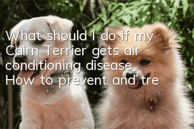 What should I do if my Cairn Terrier gets air conditioning disease? How to prevent and treat air conditioning disease?