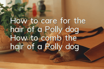 How to care for the hair of a Polly dog ​​How to comb the hair of a Polly dog